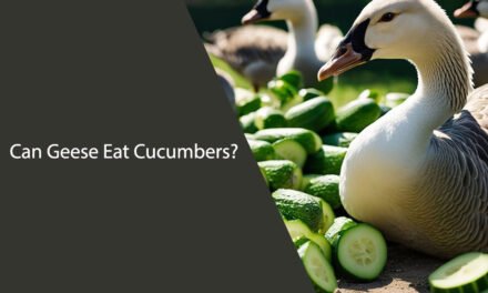 Can Geese Eat Cucumbers?
