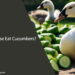 Can Geese Eat Cucumbers