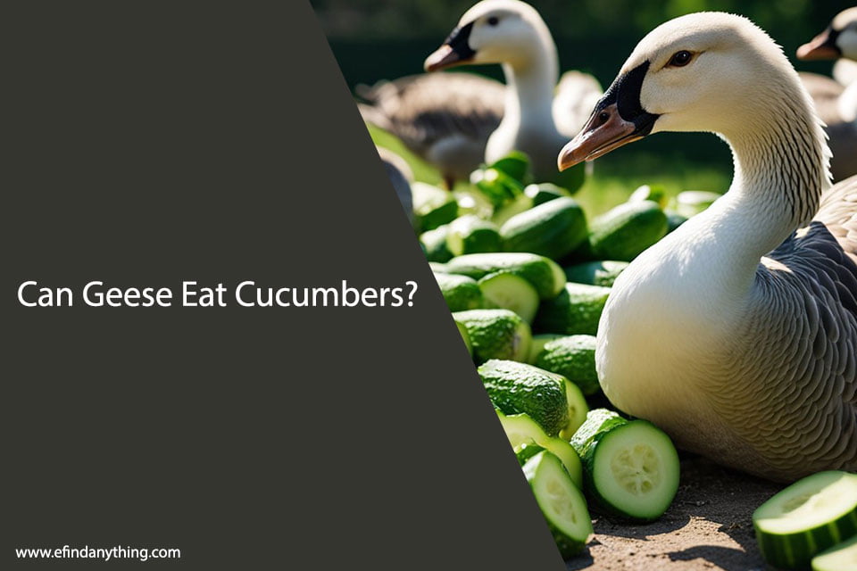 Can Geese Eat Cucumbers