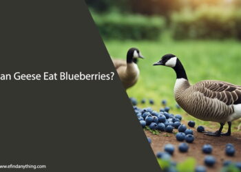 Can Geese Eat Blueberries