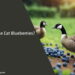 Can Geese Eat Blueberries