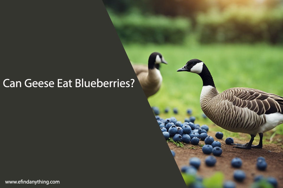 Can Geese Eat Blueberries