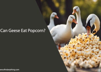 Can Geese Eat Popcorn