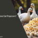 Can Geese Eat Popcorn