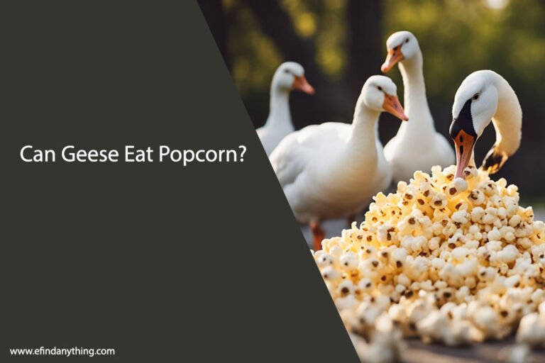 Can Geese Eat Popcorn