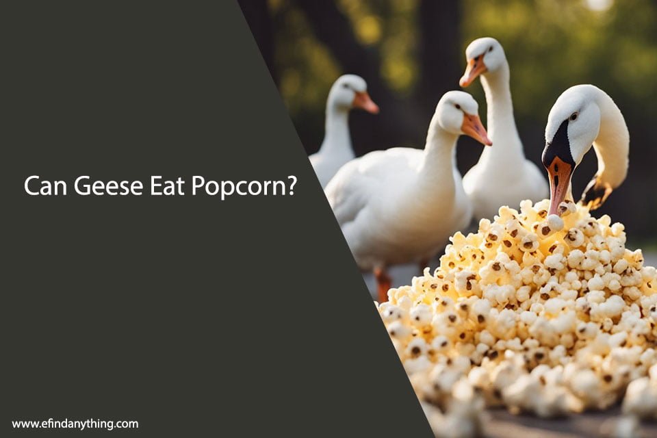 Can Geese Eat Popcorn