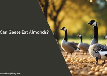 Can Geese Eat Almonds