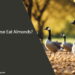 Can Geese Eat Almonds