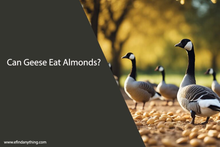 Can Geese Eat Almonds