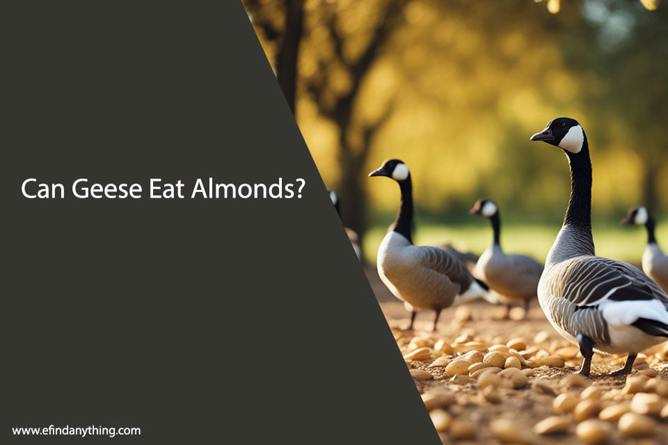 Can Geese Eat Almonds