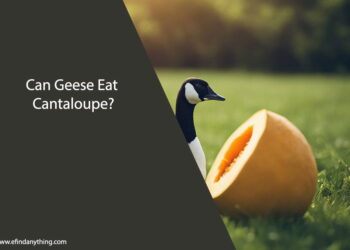 Can Geese Eat Cantaloupe