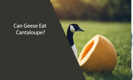 Can Geese Eat Cantaloupe?