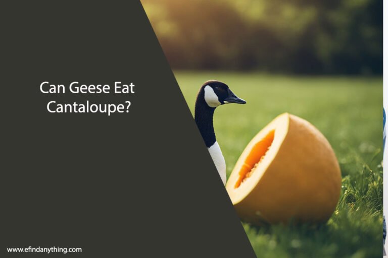 Can Geese Eat Cantaloupe