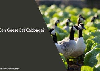 Can Geese Eat Cabbage