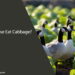 Can Geese Eat Cabbage
