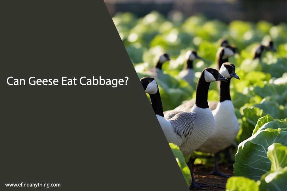 Can Geese Eat Cabbage