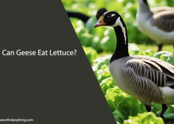 Can Geese Eat Lettuce