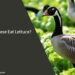 Can Geese Eat Lettuce