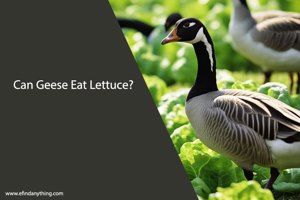 Can Geese Eat Lettuce