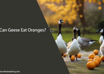 Can Geese Eat Oranges