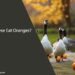 Can Geese Eat Oranges