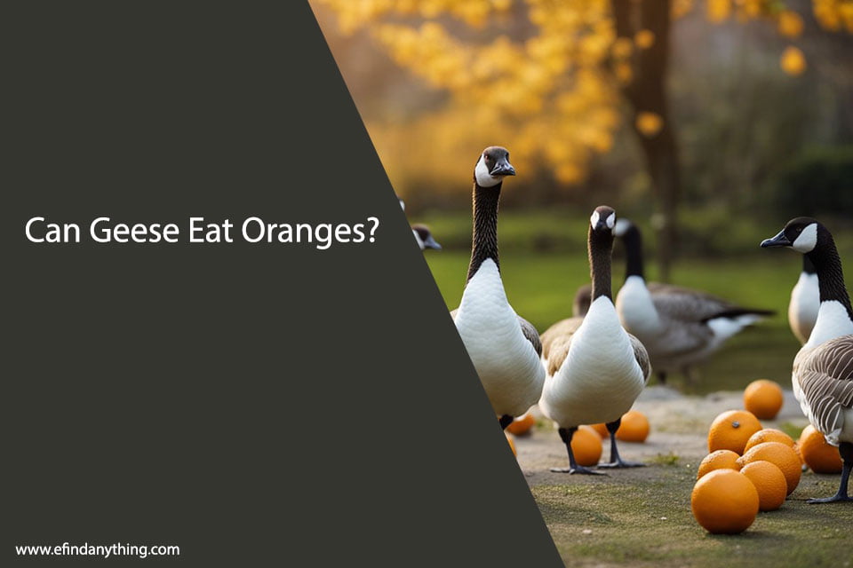 Can Geese Eat Oranges