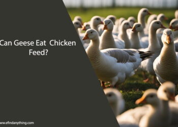 Can Geese Eat Chicken Feed