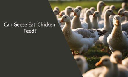 Can Geese Eat Chicken Feed?
