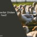 Can Geese Eat Chicken Feed
