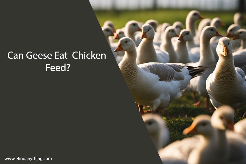 Can Geese Eat Chicken Feed? A Comprehensive Guide