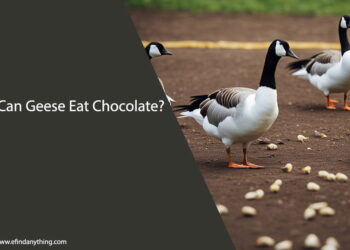 Can Geese Eat Chocolate