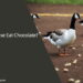Can Geese Eat Chocolate