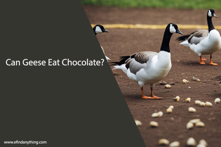 Can Geese Eat Chocolate