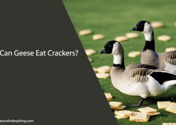 Can Geese Eat Crackers