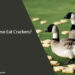 Can Geese Eat Crackers