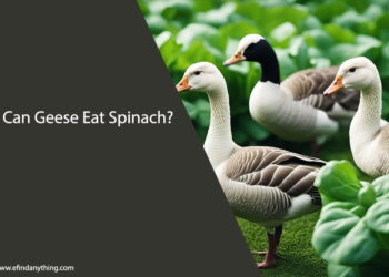 Can Geese Eat Spinach