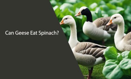 Can Geese Eat Spinach?