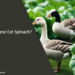 Can Geese Eat Spinach