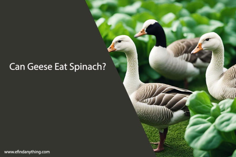 Can Geese Eat Spinach