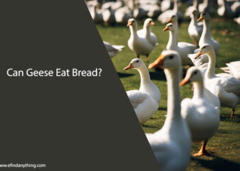 Can Geese Eat Bread