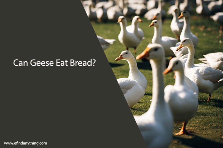 Can Geese Eat Bread