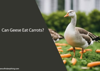 Can Geese Eat Carrots
