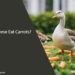 Can Geese Eat Carrots