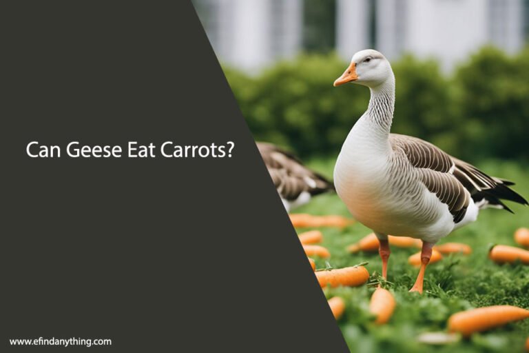 Can Geese Eat Carrots