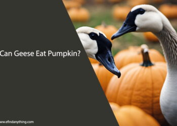 Can Geese Eat Pumpkin