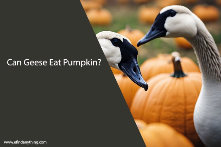 Can Geese Eat Pumpkin