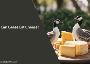 Can Geese Eat Cheese