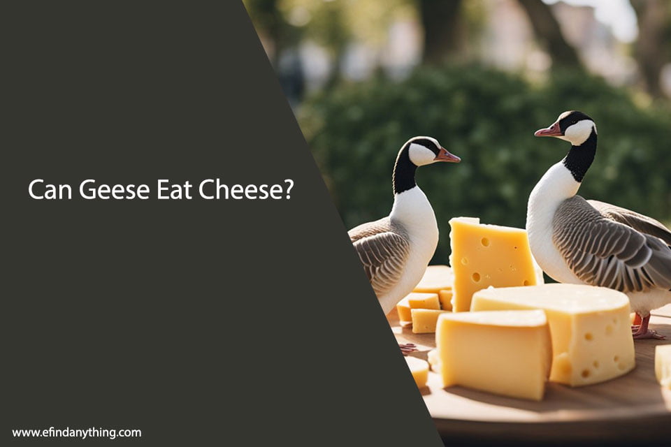 Can Geese Eat Cheese
