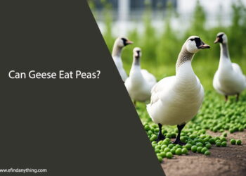 Can Geese Eat Peas