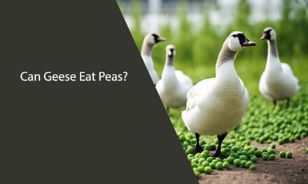 Can Geese Eat Peas?